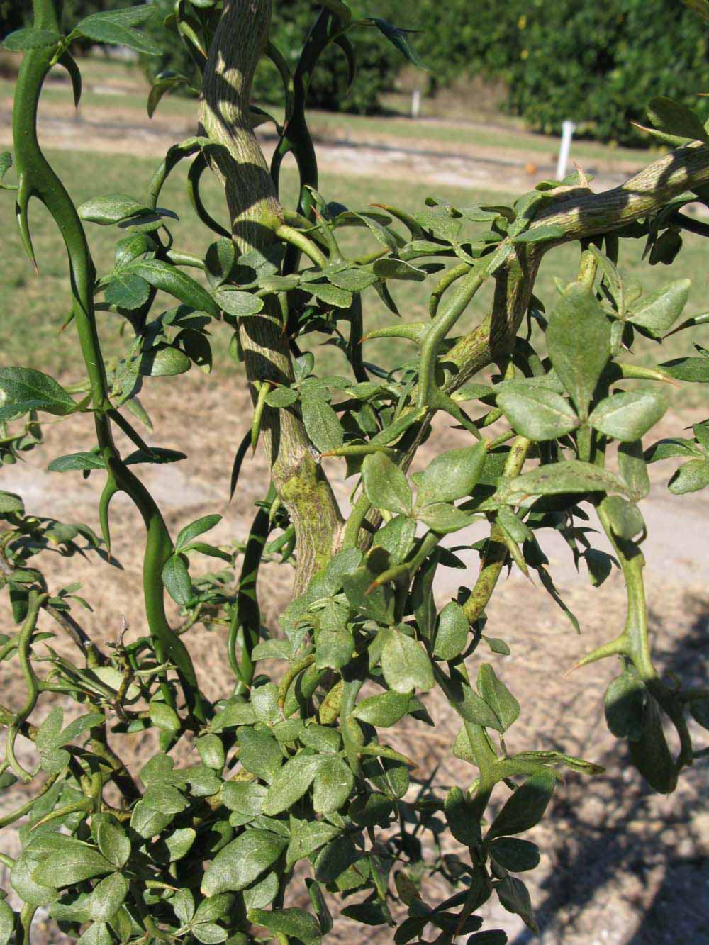              Sun leaves (Winter Haven, FL)       